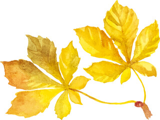 Abstract vector watercolor illustration of autumn leaves. Hand drawn nature design elements isolated on white background.