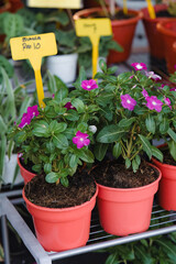 Purple flowers at the nursery for sale at ten dollar in Malaysia.