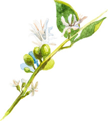 Abstract vector watercolor illustration of coffee tree flower. Hand drawn nature design elements isolated on white background.