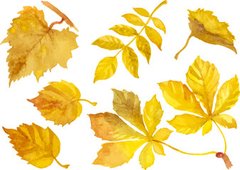 Abstract vector watercolor illustration of autumn leaves. Hand drawn nature design elements isolated on white background.