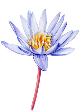 Violet Lotus flower on isolated white background, watercolor illustration, flora hand drawing, autumn flowers