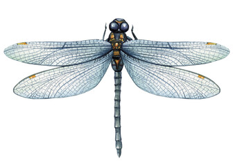 dragonfly watercolor illustration. Hand drawn picture insects isolated on white background.