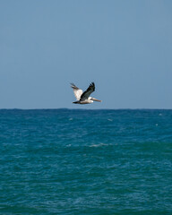 Fototapeta na wymiar Pelican. Arecibo, Puerto Rico