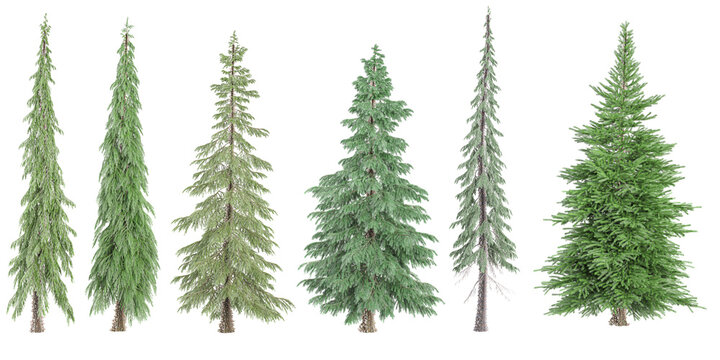 Fir,Pine,Spruce Trees isolated on white background, tropical trees isolated used for architectureFir,Pine,Spruce Trees isolated on white background, tropical trees isolated used for architecture