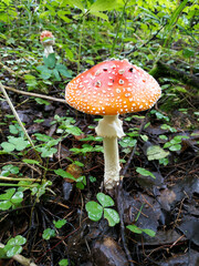Mushroom fly agaric in the autumn forest