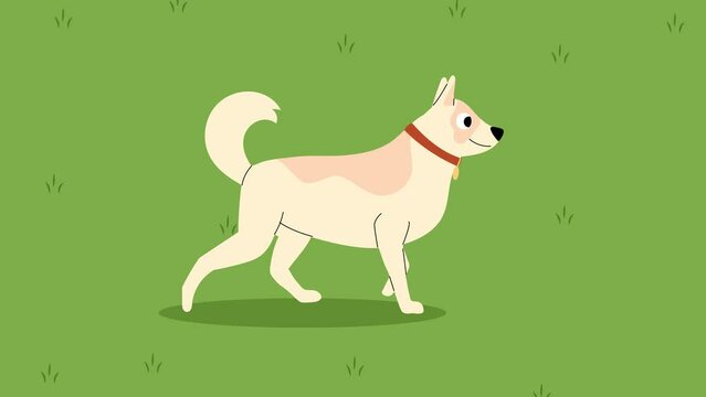 Dog walking on grass 2d cartoon animation loop