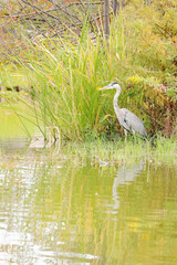 埼玉県行田市水城公園のシロサギ