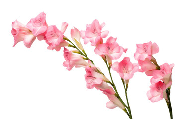 Naklejka na ściany i meble All About Gladiolus Flower Varieties on isolated background