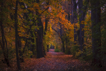 Beautiful oak alley in autumn October park, forest or grove at sunset. Baum Grove in Almaty city in...