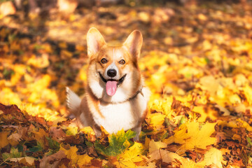 portrait of beautiful Welsh Corgi Pembroke dog in autumn leaves. The dog sticks out its tongue and smiles