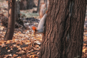 funny squirrel on a tree trunk in autumn park during the day