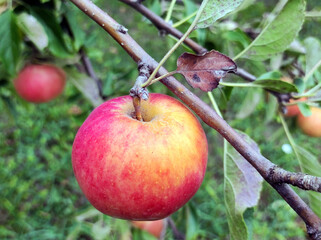 ripe red apples growing on the tree
