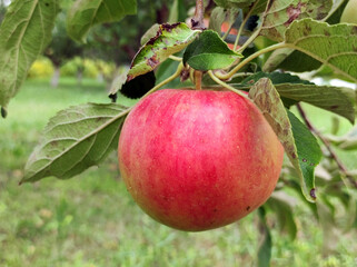 ripe red apples growing on the tree