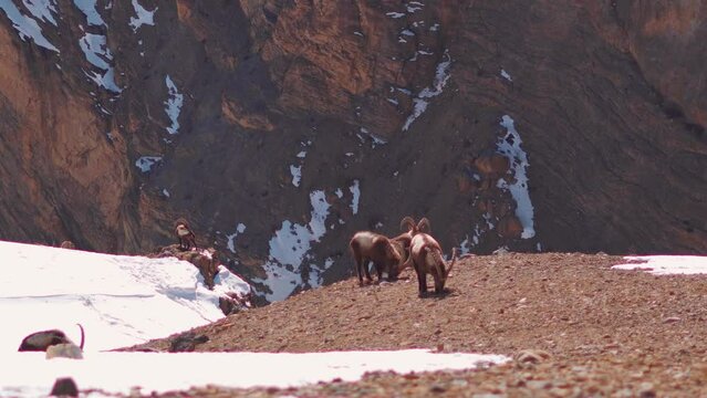 Closeup shot of Herd of wild Ibex Himalayan mountain goats grazing on top of the mountain valley during the winter season near Chicham village in Spiti Valley, Himachal Pradesh, India.