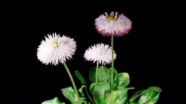 Bellis White Flower Blooming in Time Lapse on a Black Background. Spring Bellis Perennis as Garden Plant. Daisies Bloom with Leaves, Isolated. Marguerite 