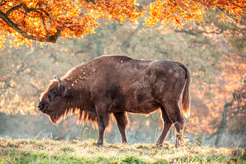 bison bull on light-flooded glade in autumn woods © Benjamin Klingebiel