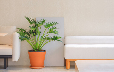 Beautiful Philodendron Xanadu ornamental plant with part of 2 white sofa and wooden desk in front of roughness wall inside of modern beige living room