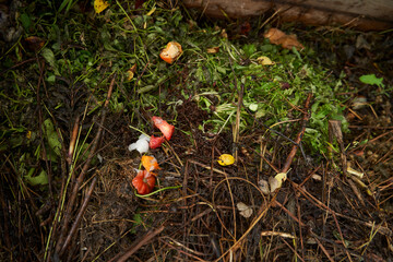 Compost bin in the garden. Food biodegradable waste is composting and recycling in organic...