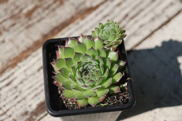 rojnik ciemnozielony sempervivum © Perovskia