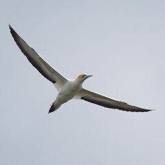 Australasian Gannet in a flight on a sea shore