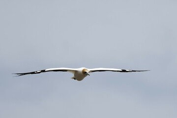 Australasian Gannet in a flight on a sea shore