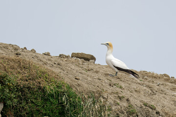 Australasian Gannet sitting on a rock on a sea shore