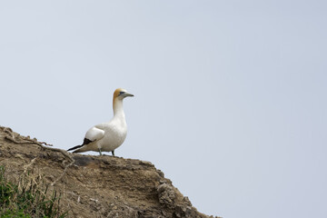 Australasian Gannet sitting on a rock on a sea shore