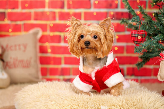 Adorable Yorkshire Terrier blond dog, dressed up in Santa Claus costume, sitting on a soft rug, near Christmas tree, against bright red bricks wall with blurred Christmas lights