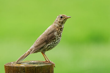 A Song Thrush sitting on fence post