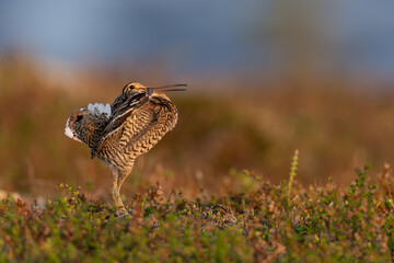 Great snipe (Gallinago media)