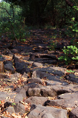 pathway built from rock in forest. Nature background and texture.