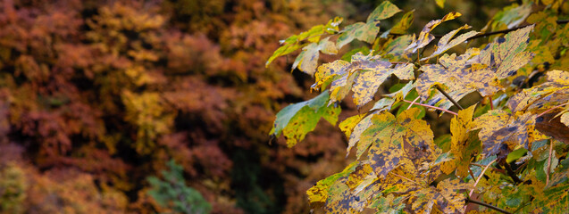 autumn in the forest