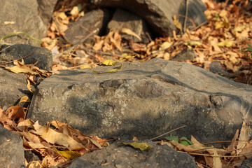 Rock surrounded by dry yellow leaves.