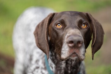 close up of a german shorthaired pointer pedigree purebred looking at the camera. gsp puppy dog