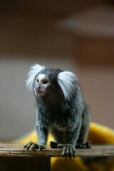Close-up of marmoset monkey sitting on wood