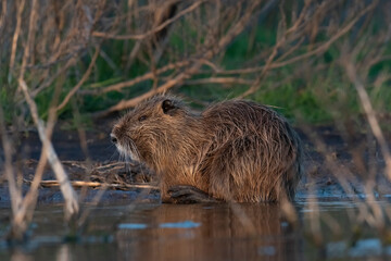 Coipo, Myocastor coypus, La Pampa Province, Patagonia, Argentina.