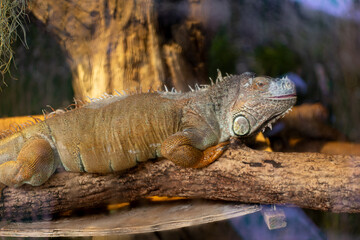 Close-up of lizard on branch