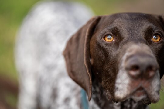 close up of a german shorthaired pointer pedigree purebred looking at the camera. gsp puppy dog