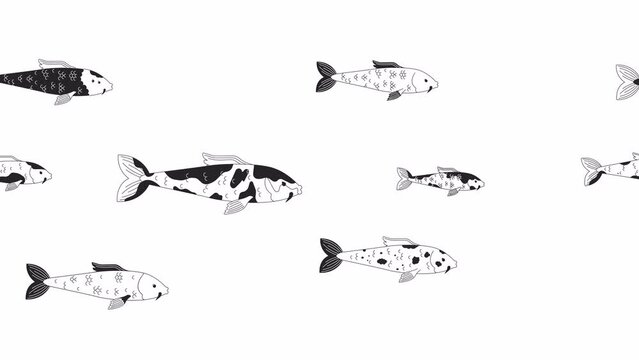 Japanese carp fishes swimming bw outline cartoon animation. Nishikigoi 4K video motion graphic. Floating carp koi group in pond 2D monochrome linear animated characters isolated on white background
