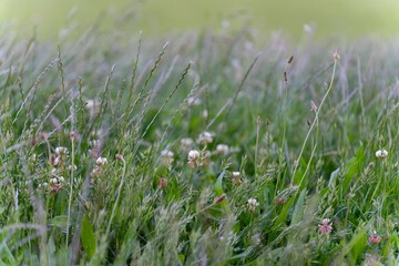 clover native pasture and grass in a paddock on a regenerative organic flowers in a field