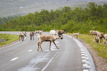 Dangerous situation on a road in Sweden when a herd of reindeers crossing the street