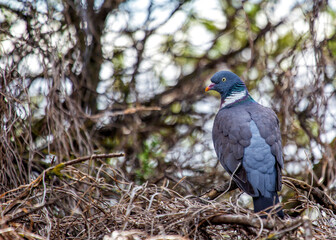 Wood Pigeon (Columba palumbus) Spotted in Dublin, Ireland