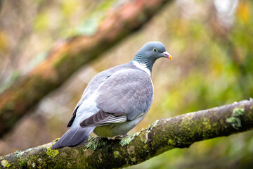 Wood Pigeon (Columba palumbus) Spotted in Dublin, Ireland
