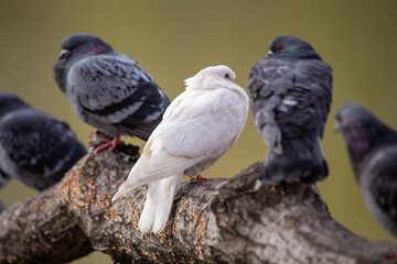 Rock Pigeon (Columba livia) Spotted in Dublin, Ireland.Rock Pigeon (Columba livia) Spotted Outdoors..