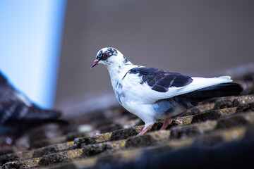 Rock Pigeon (Columba livia) Spotted in Dublin, Ireland.Rock Pigeon (Columba livia) Spotted Outdoors..