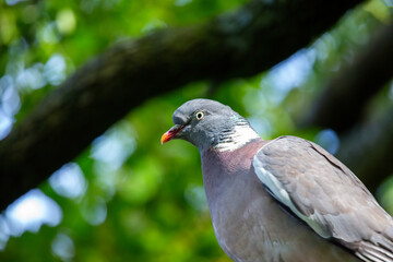 Wood Pigeon (Columba palumbus) Spotted in Dublin, Ireland