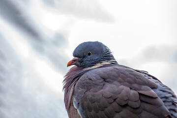 Wood Pigeon (Columba palumbus) Spotted in Dublin, Ireland