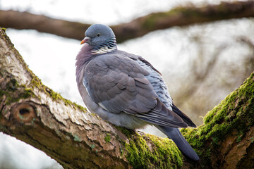 Wood Pigeon (Columba palumbus) Spotted in Dublin, Ireland
