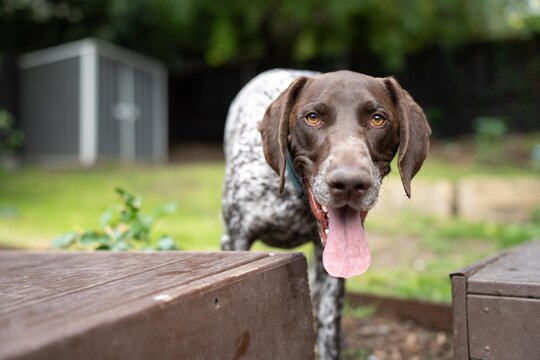close up of a german shorthaired pointer pedigree purebred looking at the camera. gsp puppy dog