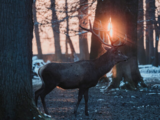 epic shot of deer with great antlers in winter woods with snow and backlight during golden hour